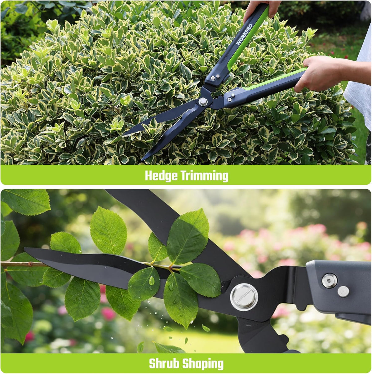 Hedge trimmer with black blades and green grips trimming shrubs